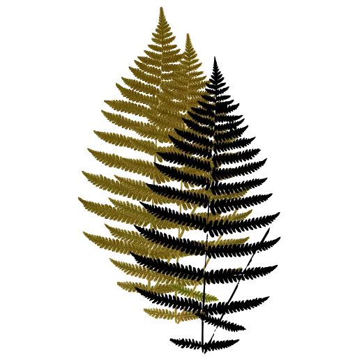 Lacy fern frond