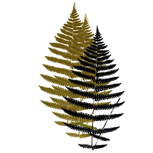 Lacy fern frond