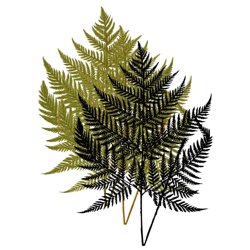 Spreading lacy fern frond