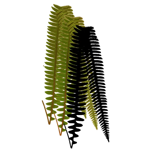 Hanging ladder fronds 01