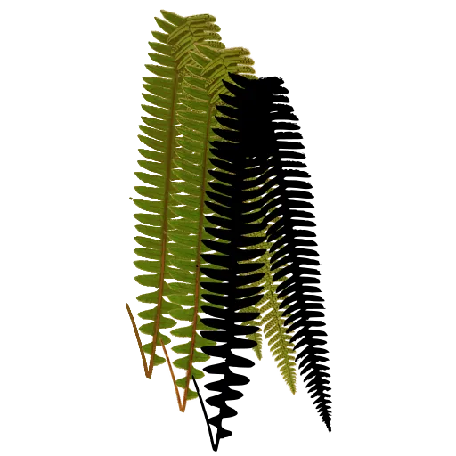 Hanging ladder fronds 01