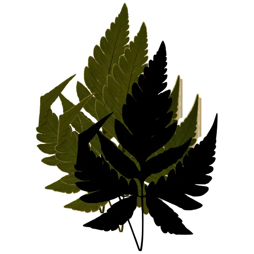 Jagged-lobed fern frond
