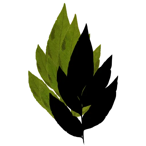 Fern frond with broad lobes