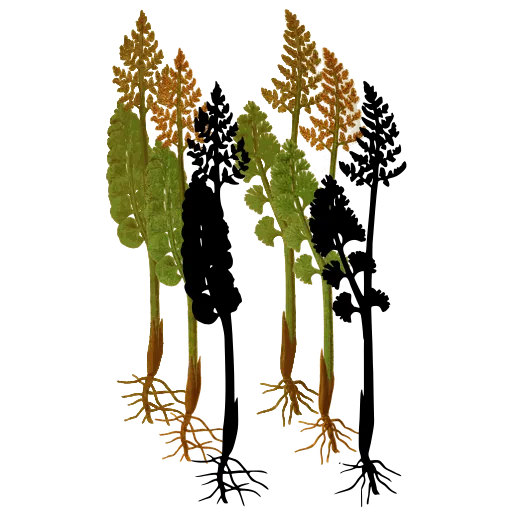Fern with fertile spikes