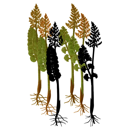 Fern with fertile spikes