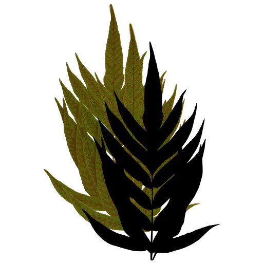 Broad frond with long pinnae
