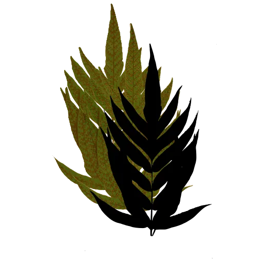 Broad frond with long pinnae