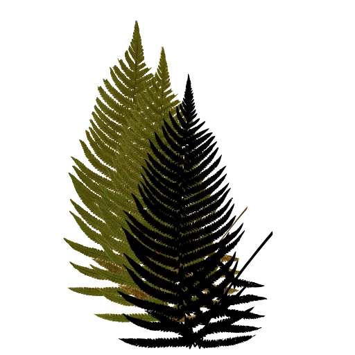 Triangular feathery frond