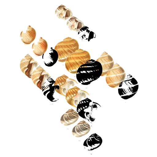 Snail shell silhouettes