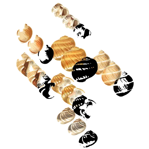 Snail shell silhouettes