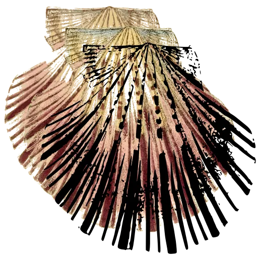 Fan scallop shell