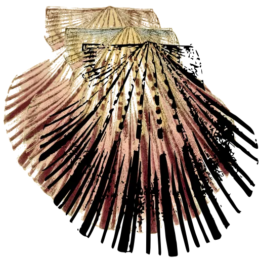 Fan scallop shell
