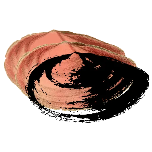 Smooth clam shell