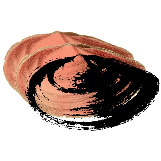 Smooth clam shell