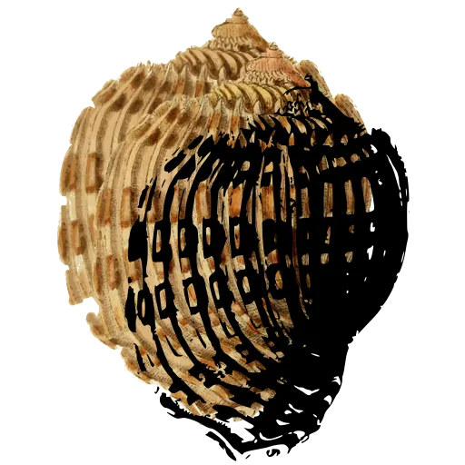 Ribbed whelk shell