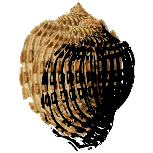 Ribbed whelk shell