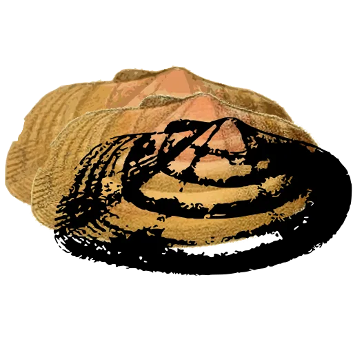 Limpet shell