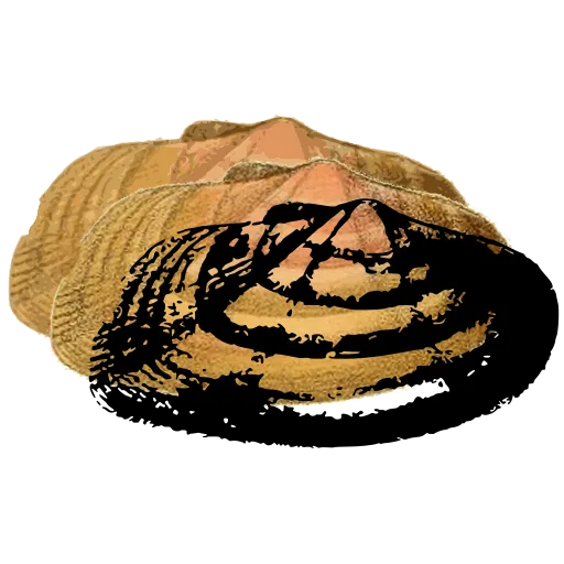 Limpet shell