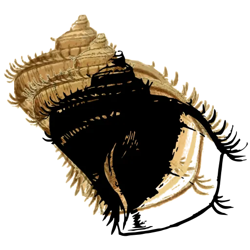 Fringed conch shell
