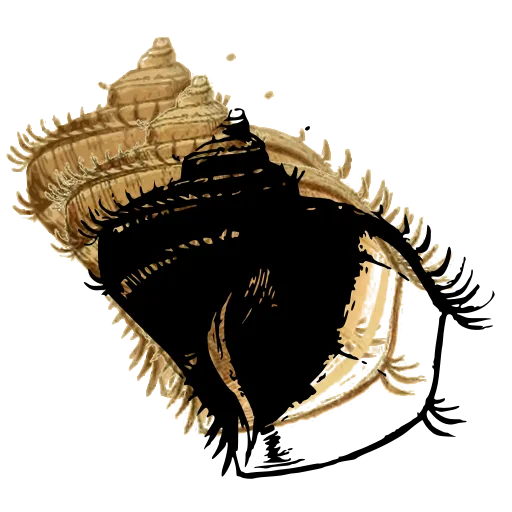 Fringed conch shell
