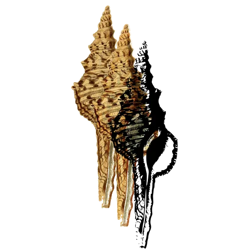 Spired murex shell