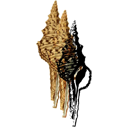 Spired murex shell