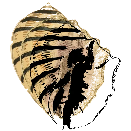 Toothed whelk shell