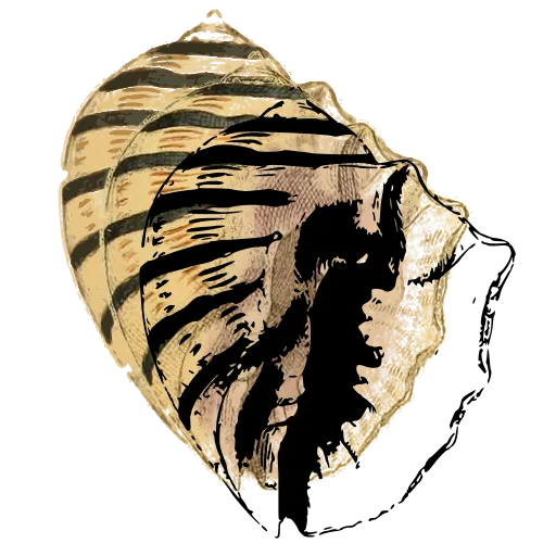 Toothed whelk shell