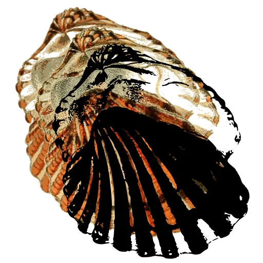 Ribbed cockle shell