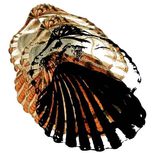 Ribbed cockle shell