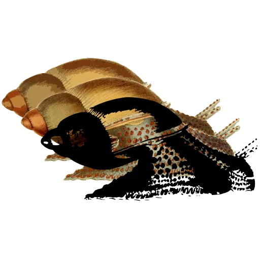 Cowrie shell