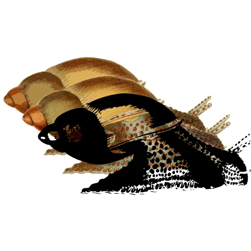Cowrie shell
