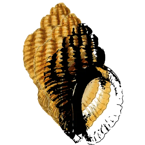 Banded snail shell