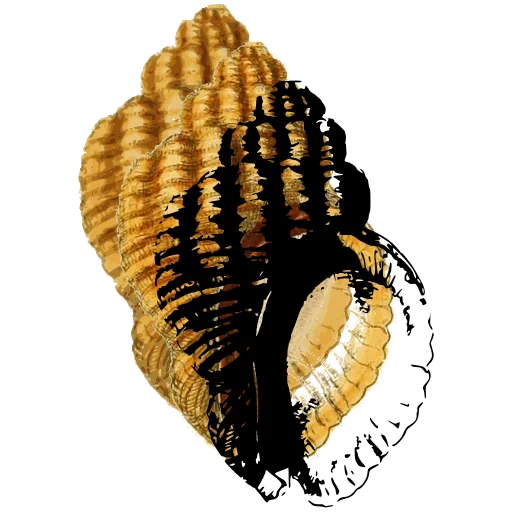 Banded snail shell
