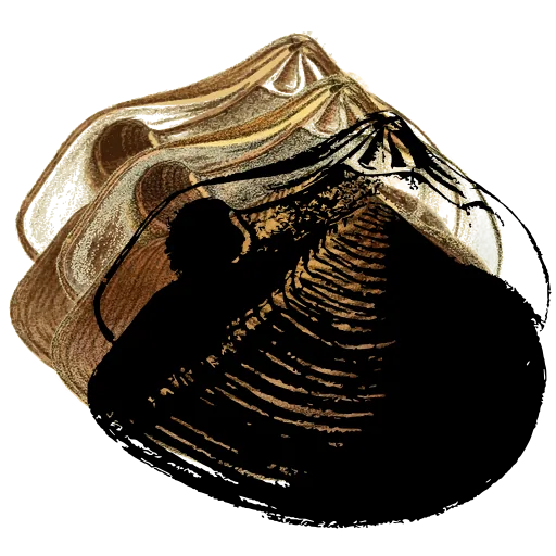 Ribbed clam shell
