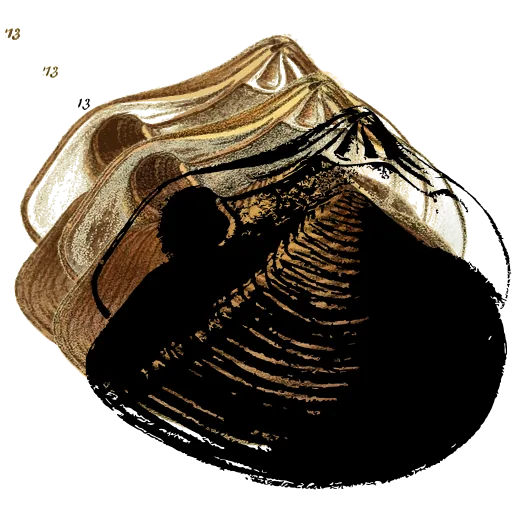 Ribbed clam shell