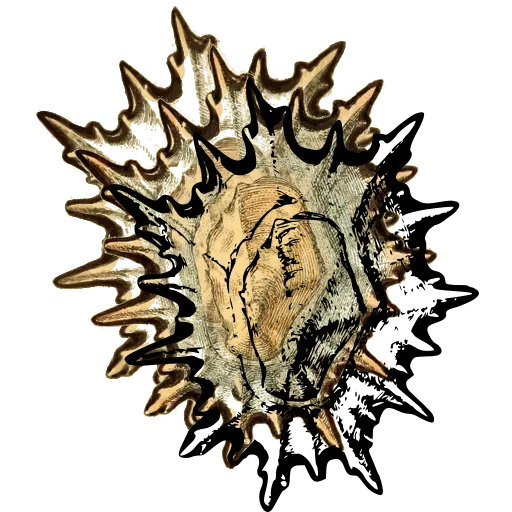 Spined shell from above
