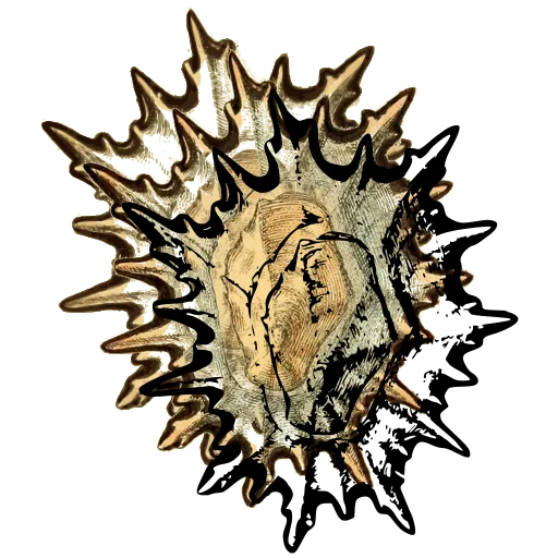 Spined shell from above