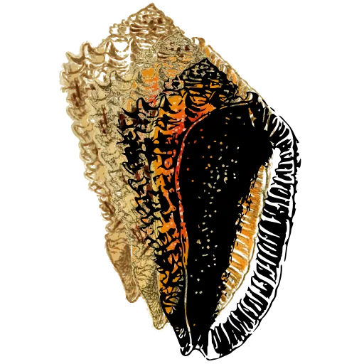 Cone shell