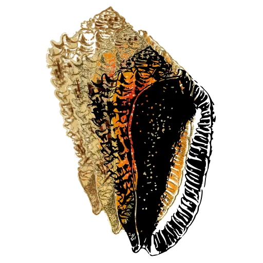 Cone shell