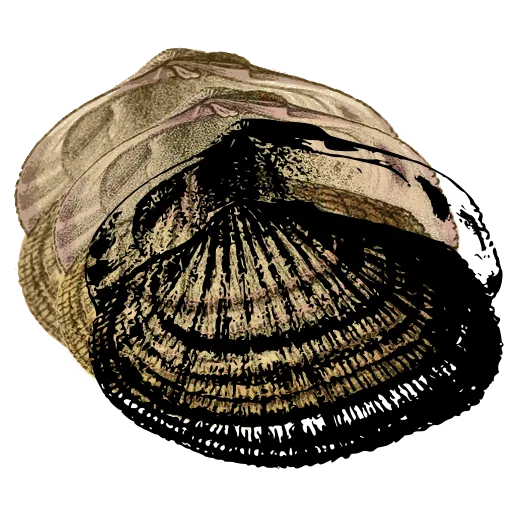 Ribbed scallop shell