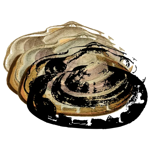 Oyster shell