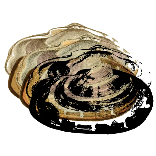 Oyster shell