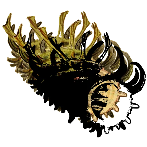 Spined murex shell