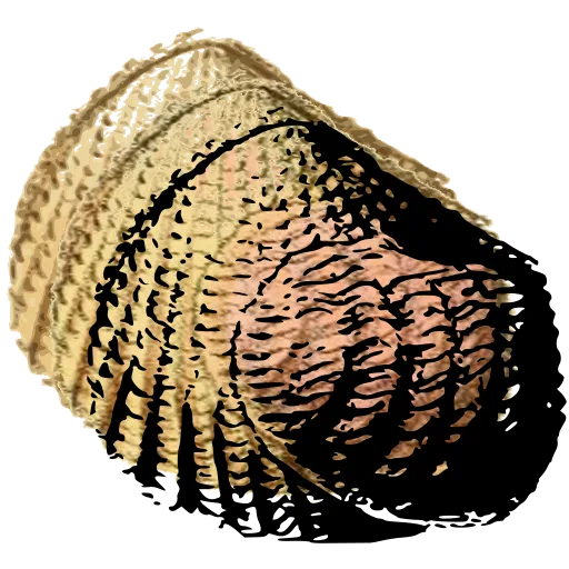 Knobbed heart cockle shell