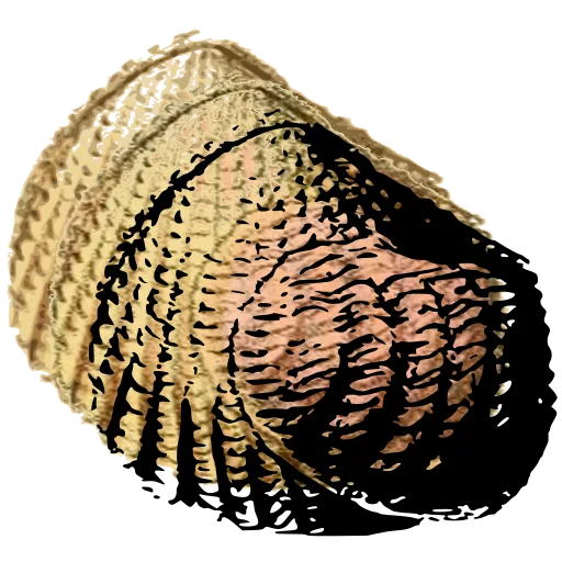 Knobbed heart cockle shell