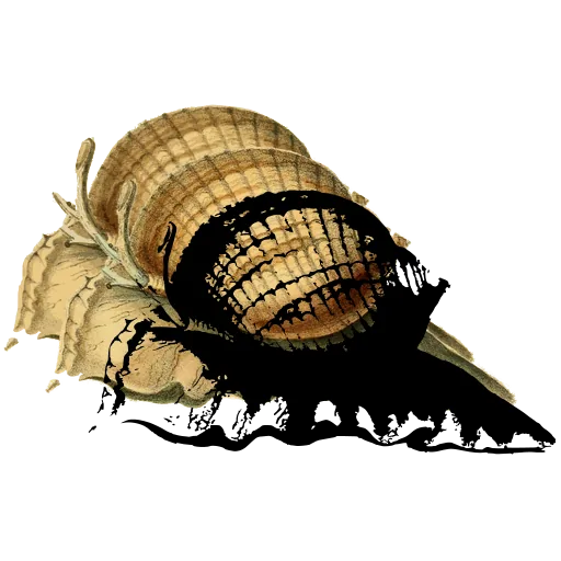 Winged shell