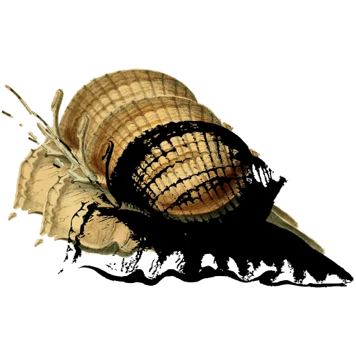 Winged shell