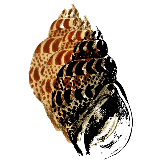Spotted spired shell