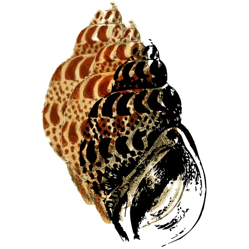 Spotted spired shell